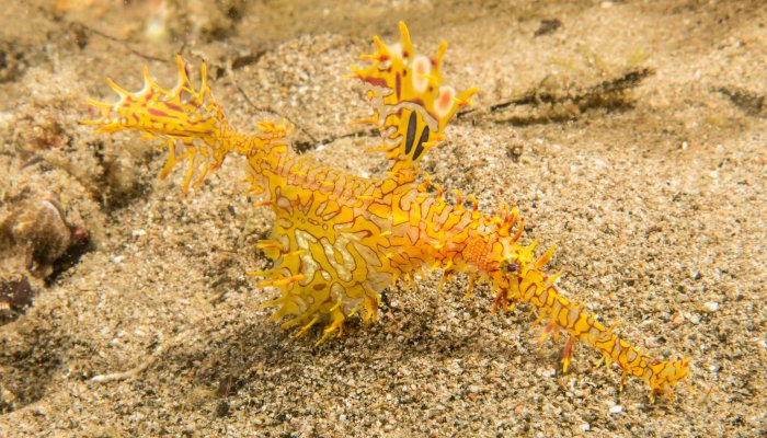 Gold Ornate Ghost Pipefish